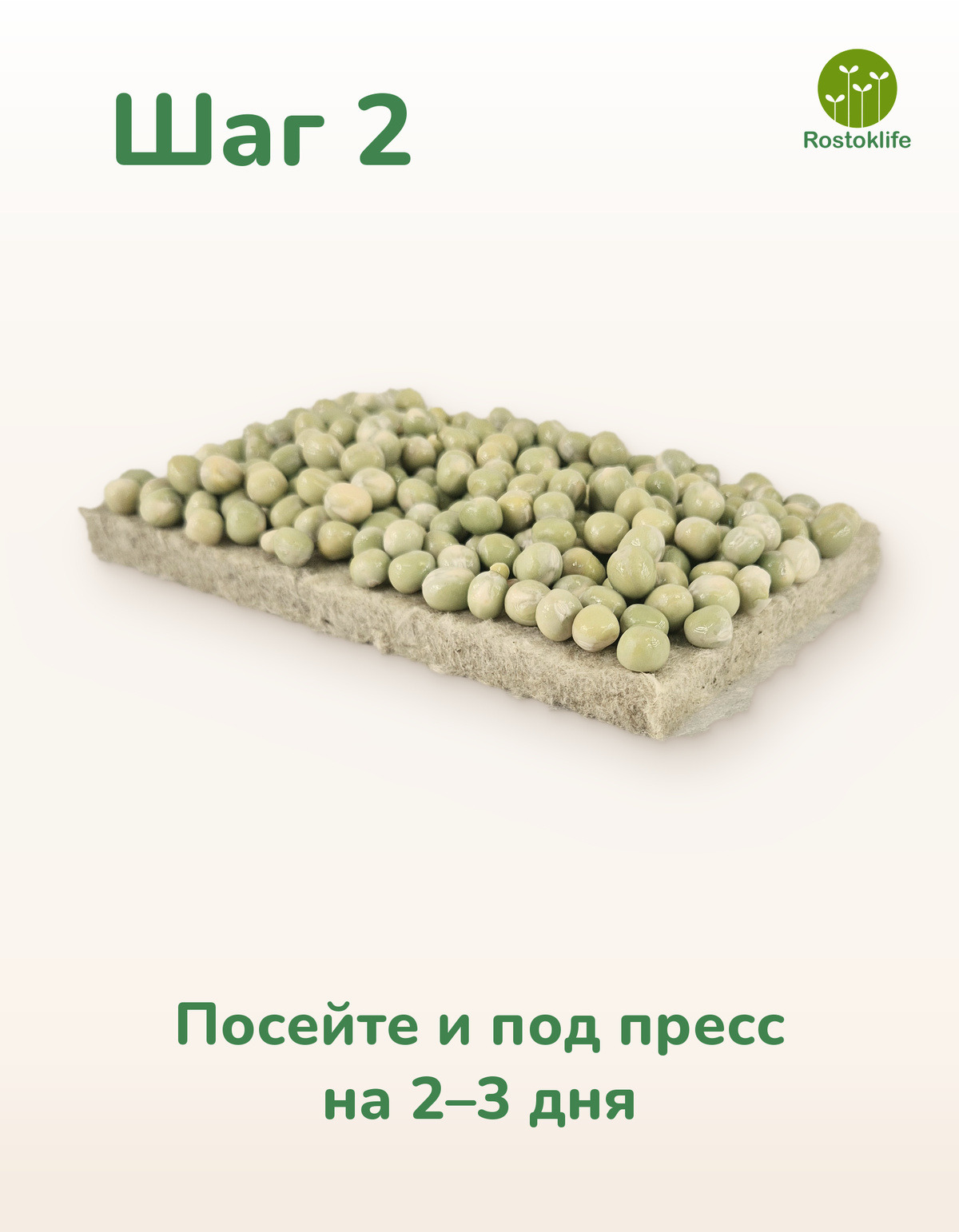 Шаг 2: посейте и накройте на 2–3 дня