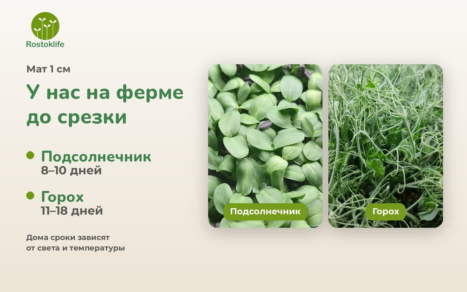 Сроки: подсолнечник 8–10 дней, горох 11–18 дней
